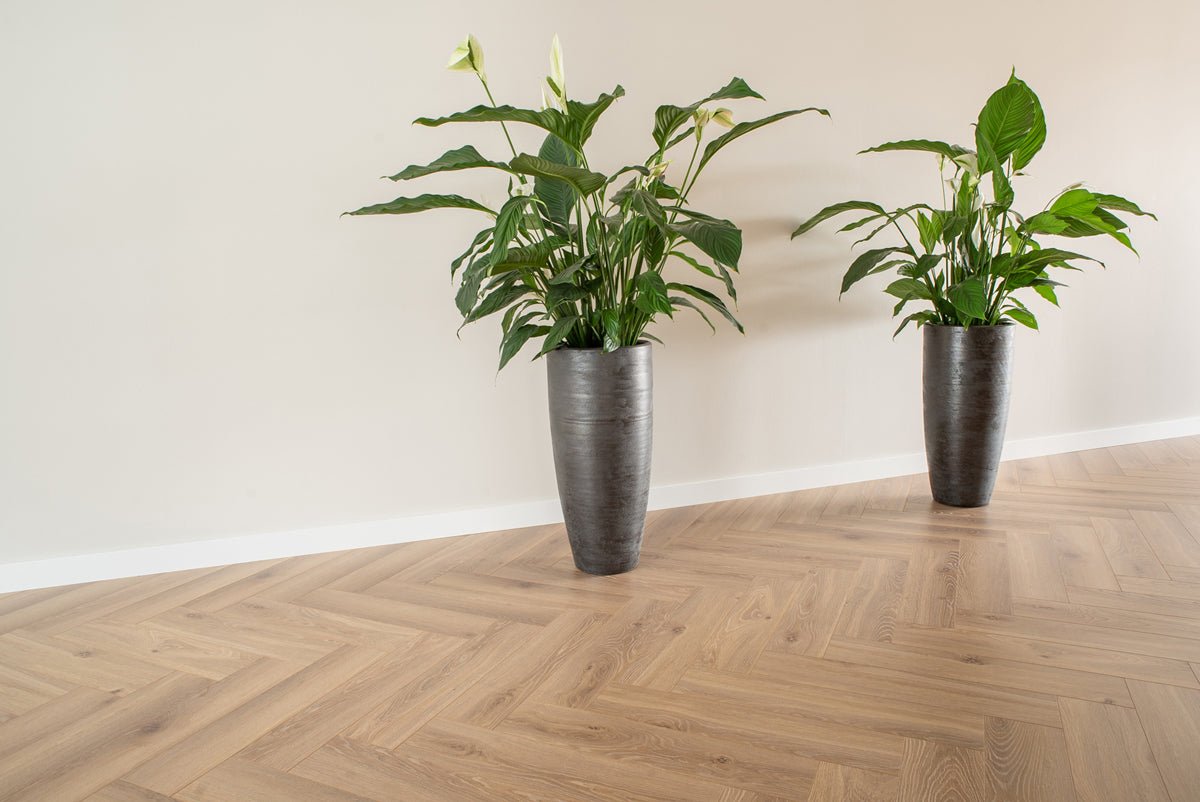 Floer Natur Eiche Fishgrät Laminat FLR - 1603 - Solzaleben.de